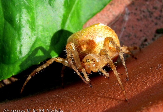 four-spot orb-web spider (Araneus quadratus) K & M Noble
